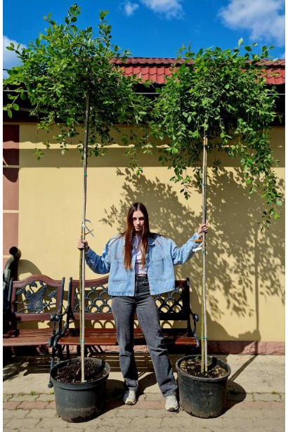 Верба цільнолиста Пендула (штамб) - 25л/вис.250-270см/Ø80-100см/ШТАМБ 220см/обхват 6-8см